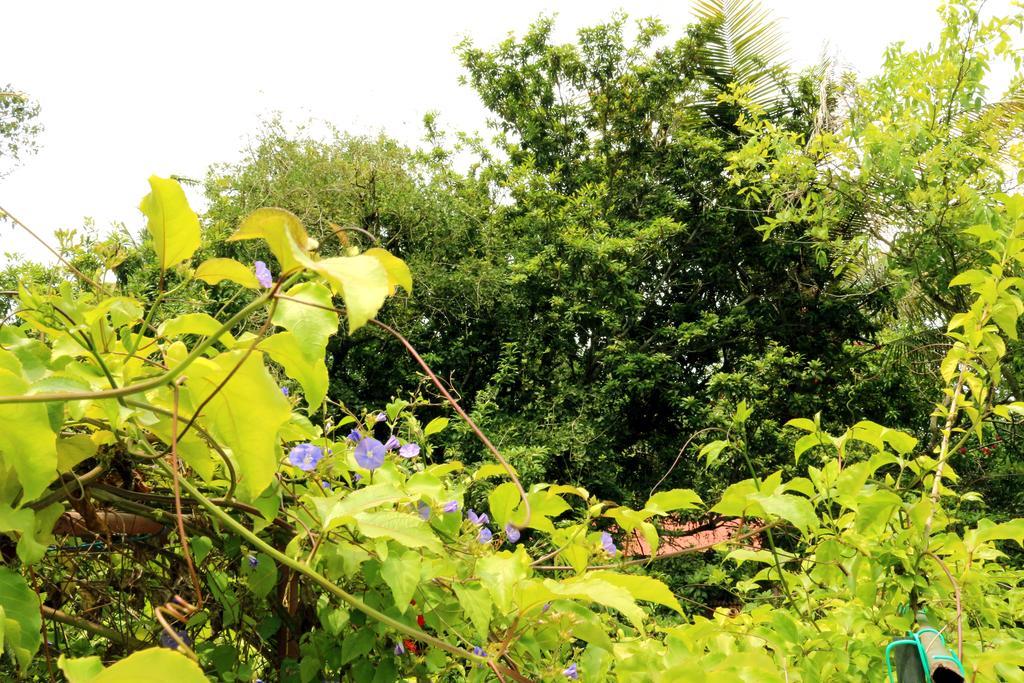 Homestay Marari Pearl Mararikulam